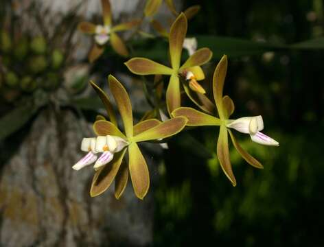 Image of Encyclia acutifolia Schltr.