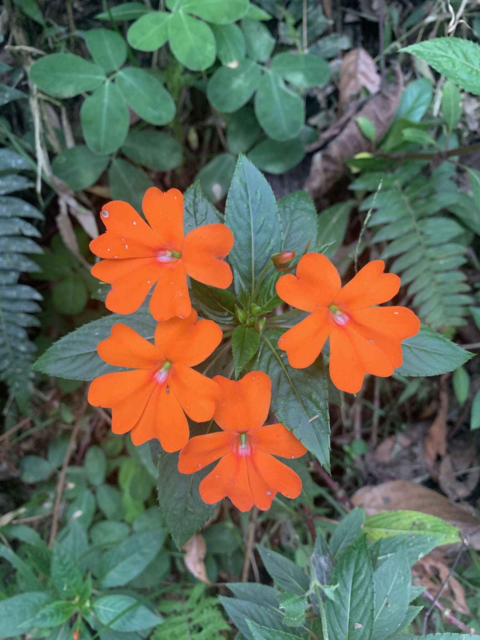 Image of Impatiens hawkeri W. Bull