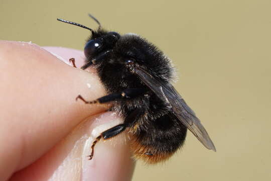 Слика од Bombus confusus Schenck 1861