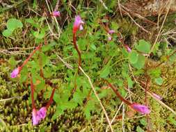 Image of pimpernel willowherb