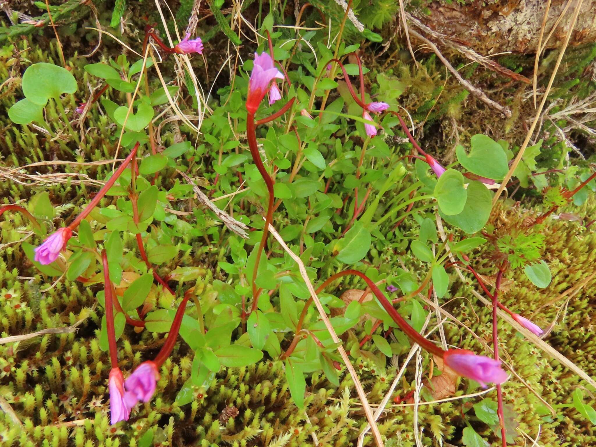 Image of pimpernel willowherb