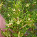 Image of Anthospermum aethiopicum L.