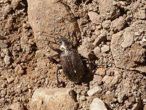 Imagem de Calosoma (Caminara) imbricatum Klug 1832