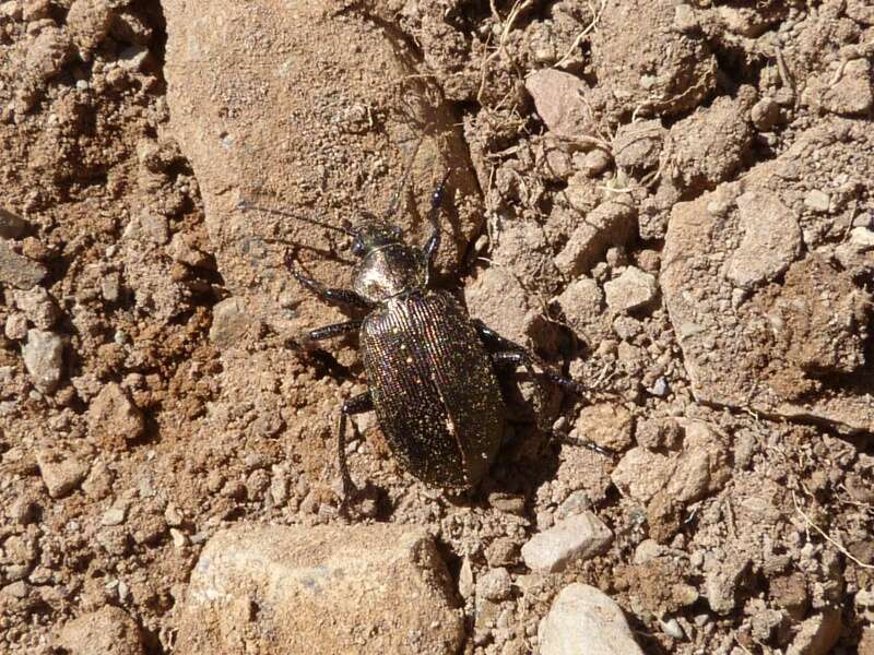 Imagem de Calosoma (Caminara) imbricatum hottentottum Chaudoir 1852