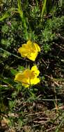 Image of Hibbertia crinita H. R. Toelken