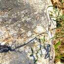 Image of Oxalis blastorrhiza Salter