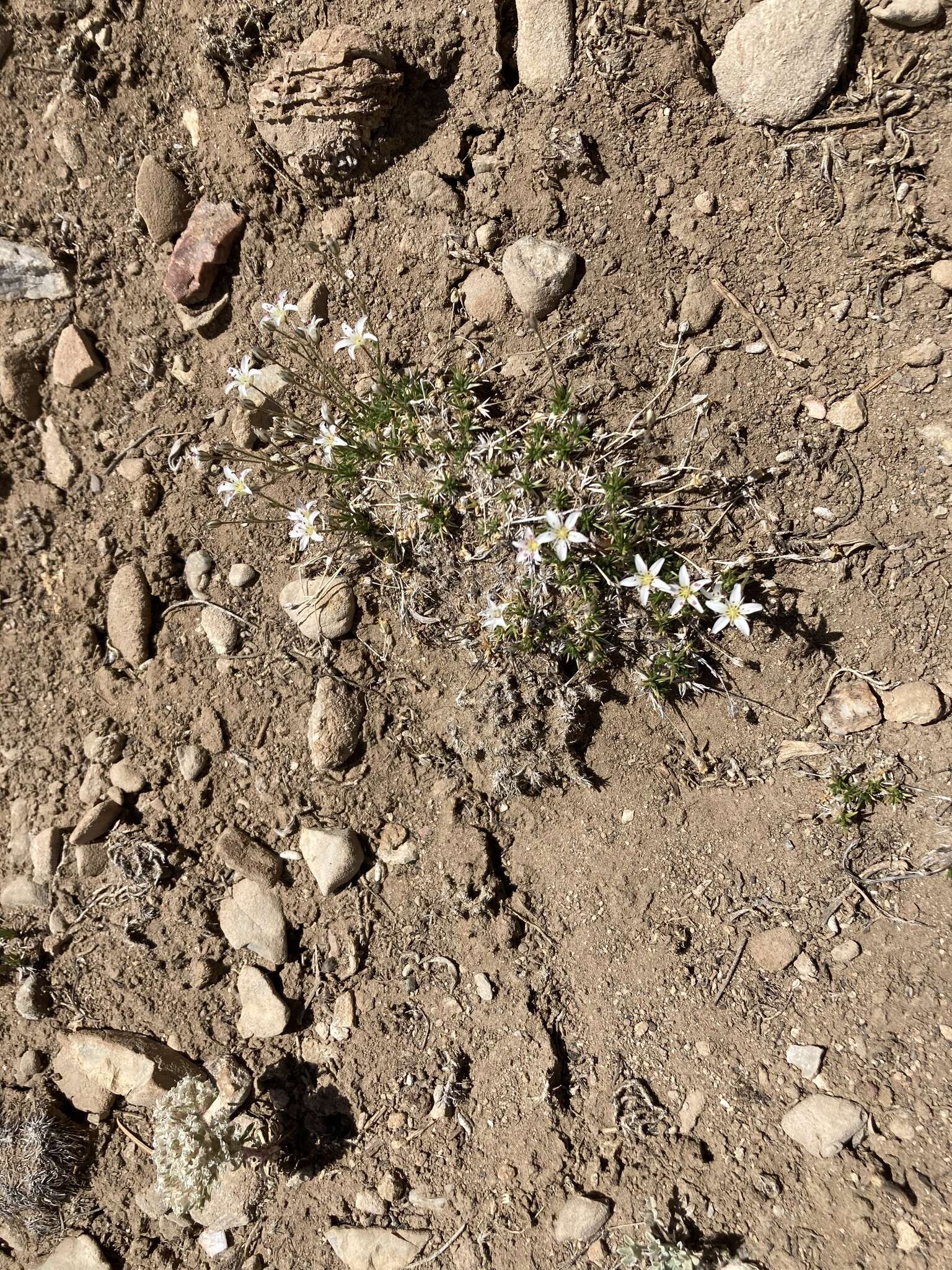 Image of King's compact sandwort