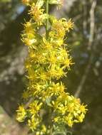 Image of showy goldenrod