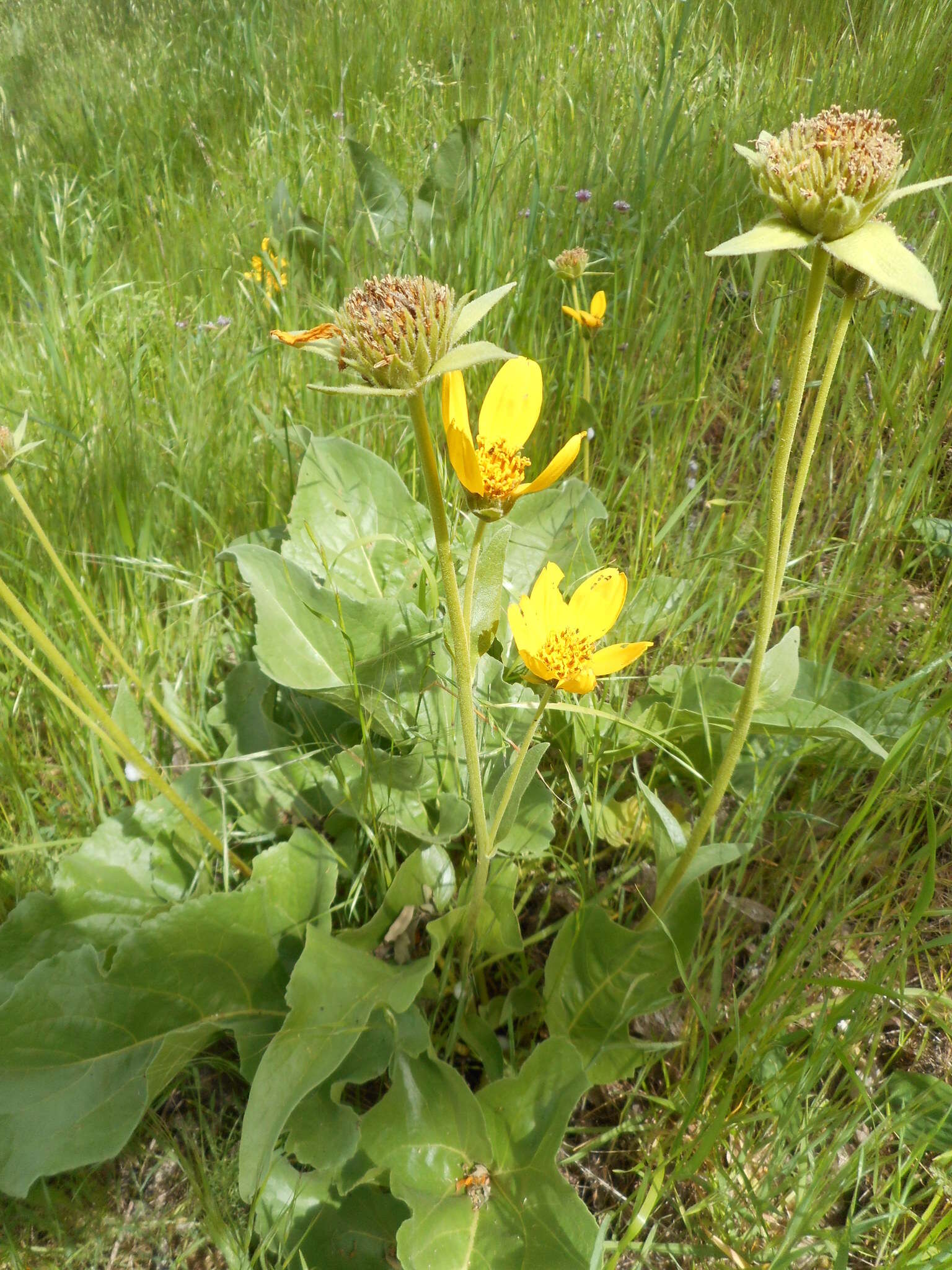 Image of deltoid balsamroot