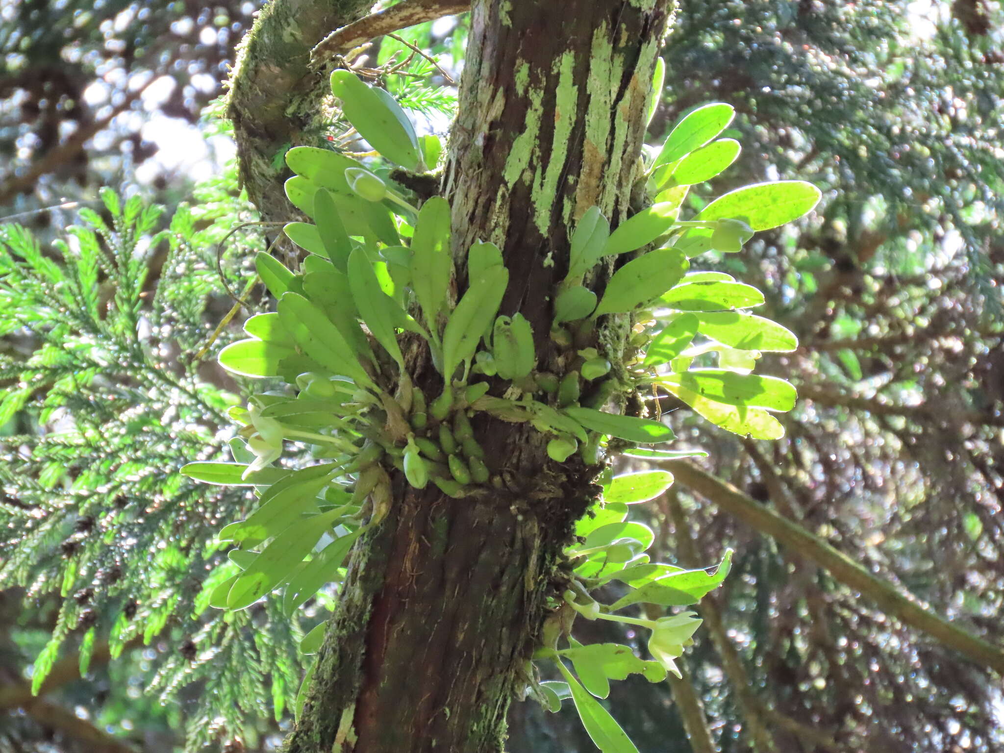 Bulbophyllum pectinatum Finet的圖片