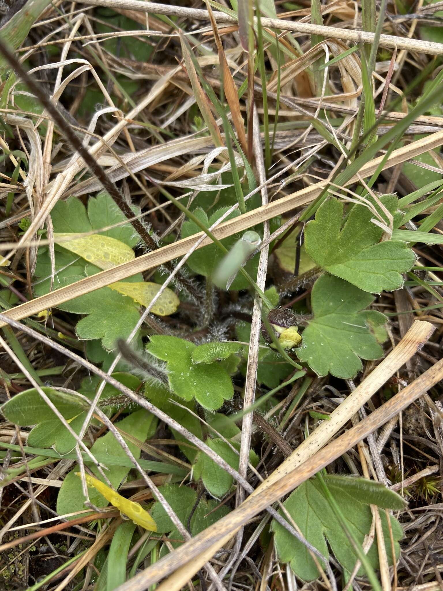 Image of Australian buttercup