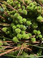 Image of pale bog-moss