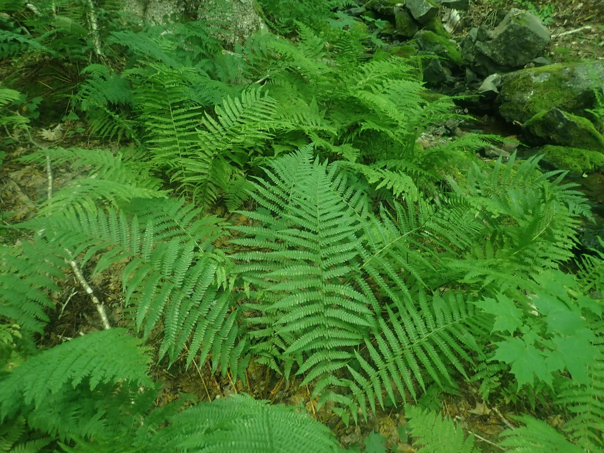 Image of Dryopteris filix-mas subsp. brittonii Fraser-Jenk. & Widén