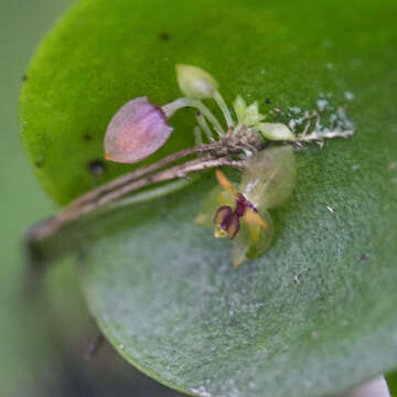 Plancia ëd Lepanthes inescata Luer