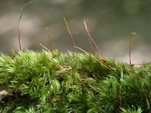 Image of Sematophyllum substrumulosum Britton 1902