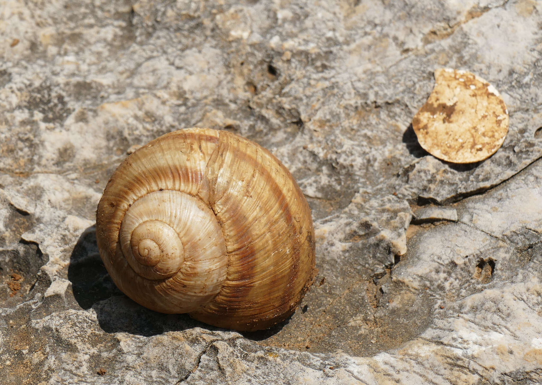 Image of Helix ligata O. F. Müller 1774