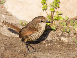 Imagem de Scelorchilus albicollis atacamae Hellmayr 1924