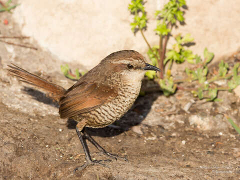 صورة Scelorchilus albicollis atacamae Hellmayr 1924