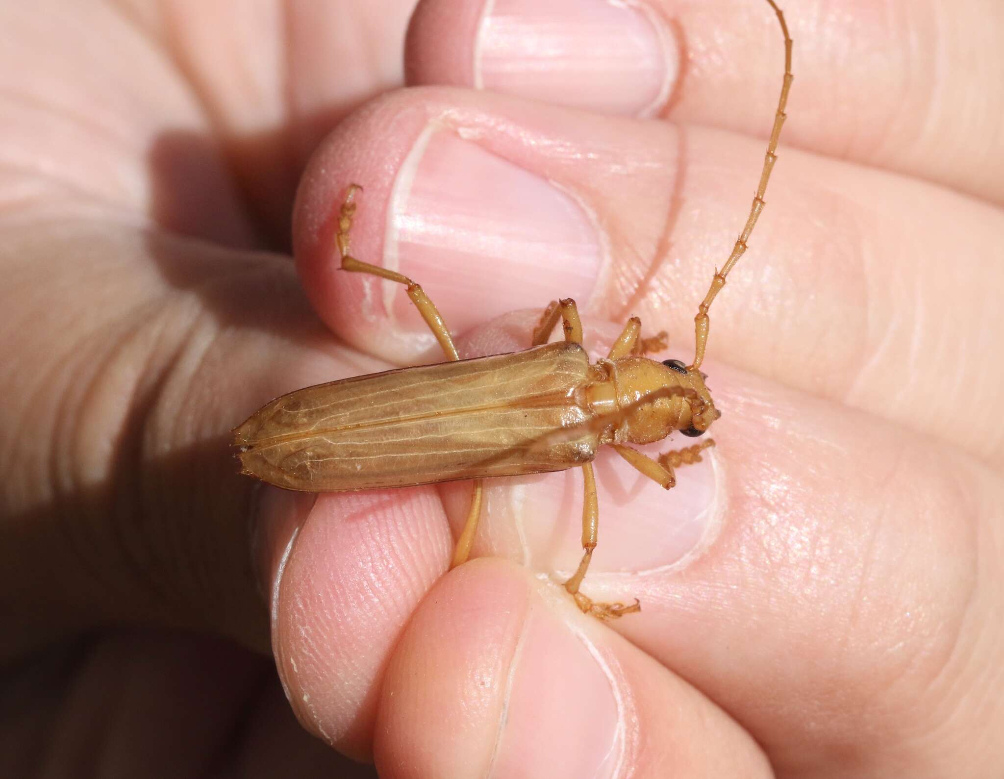 Image of Atylostagma polita White 1853