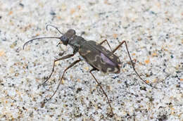 Plancia ëd Cicindela (Cicindelidia) trifasciata sigmoidea Le Conte 1851