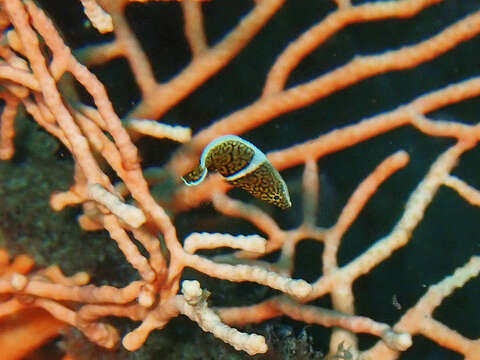 Image of Deep-sea Wrasse