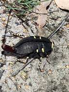 Image of native cockroach ( Australia )