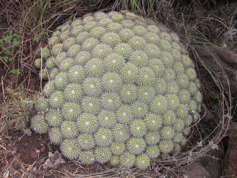 Image of Mammillaria compressa subsp. compressa