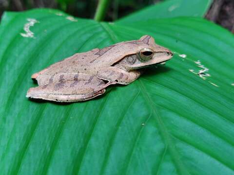 Image of Polypedates pseudocruciger Das & Ravichandran 1998