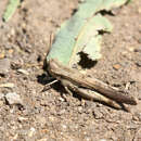 Morphacris fasciata (Thunberg 1815) resmi