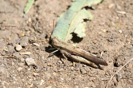 Image of Morphacris fasciata (Thunberg 1815)