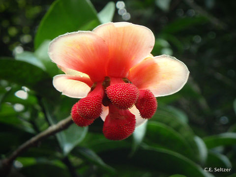 Image of <i>Allanblackia stuhlmannii</i> (Engl.) Engl.