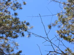 صورة Ilex mucronata (L.) M. Powell, V. Savolainen & S. Andrews