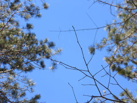 صورة Ilex mucronata (L.) M. Powell, V. Savolainen & S. Andrews