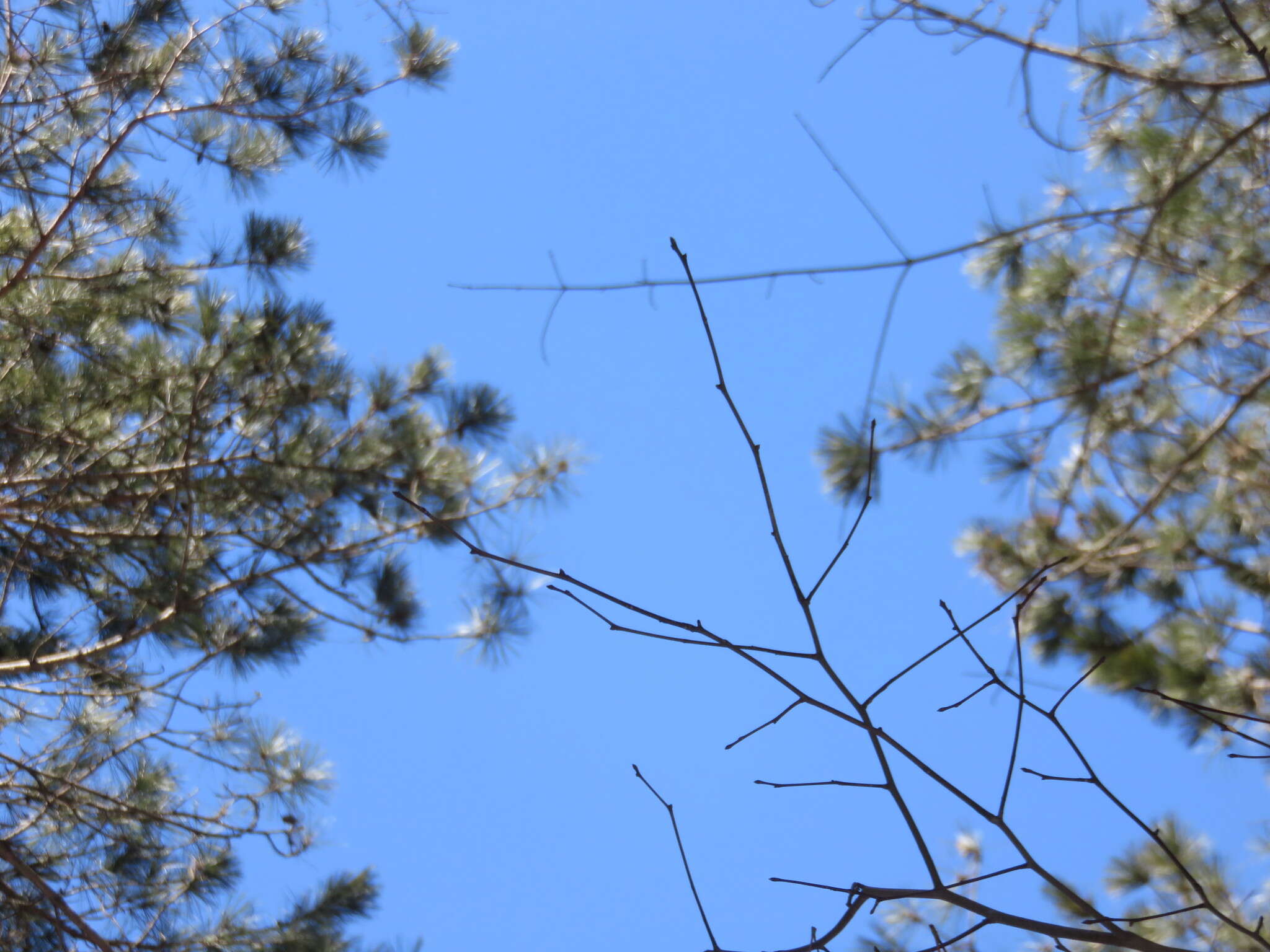 Plancia ëd Ilex mucronata (L.) M. Powell, V. Savolainen & S. Andrews