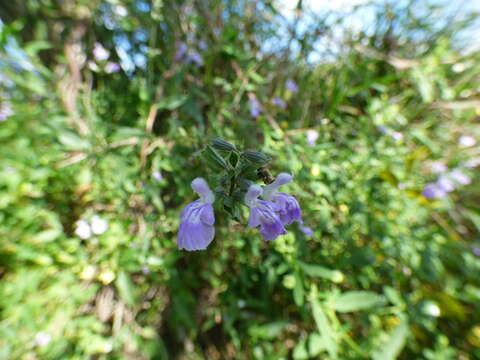 Salvia pallida Benth.的圖片