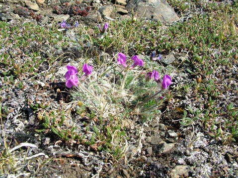 Image of Oxytropis arctica subsp. taimyrensis