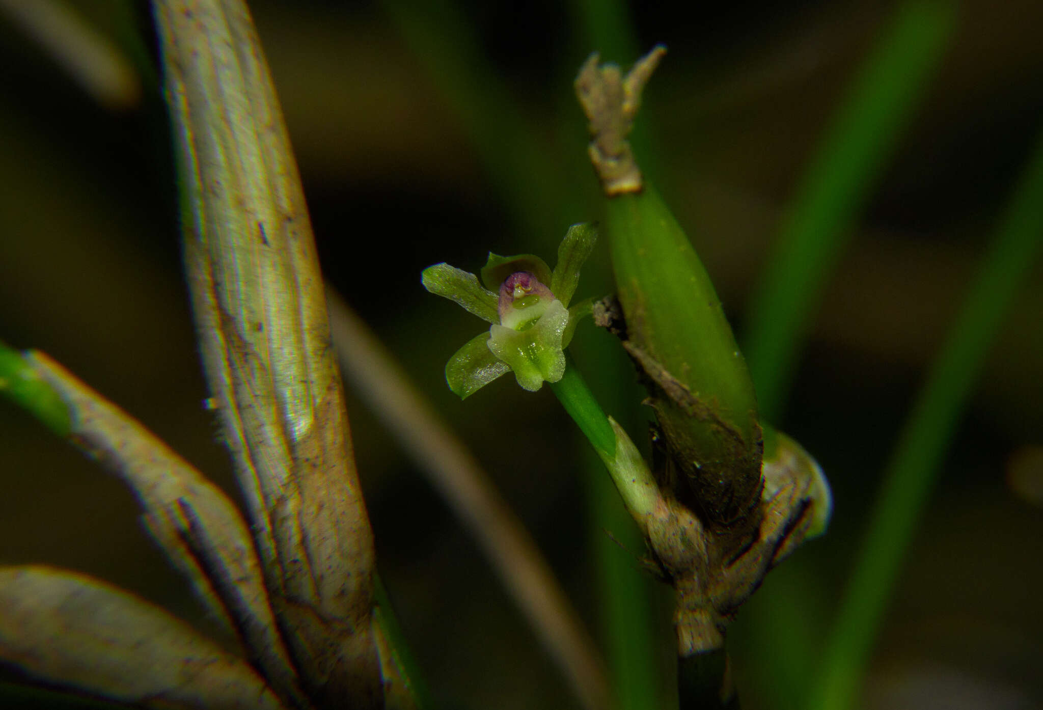 Image of Scaphyglottis fasciculata Hook.