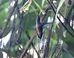 Image of Scale-throated Hermit