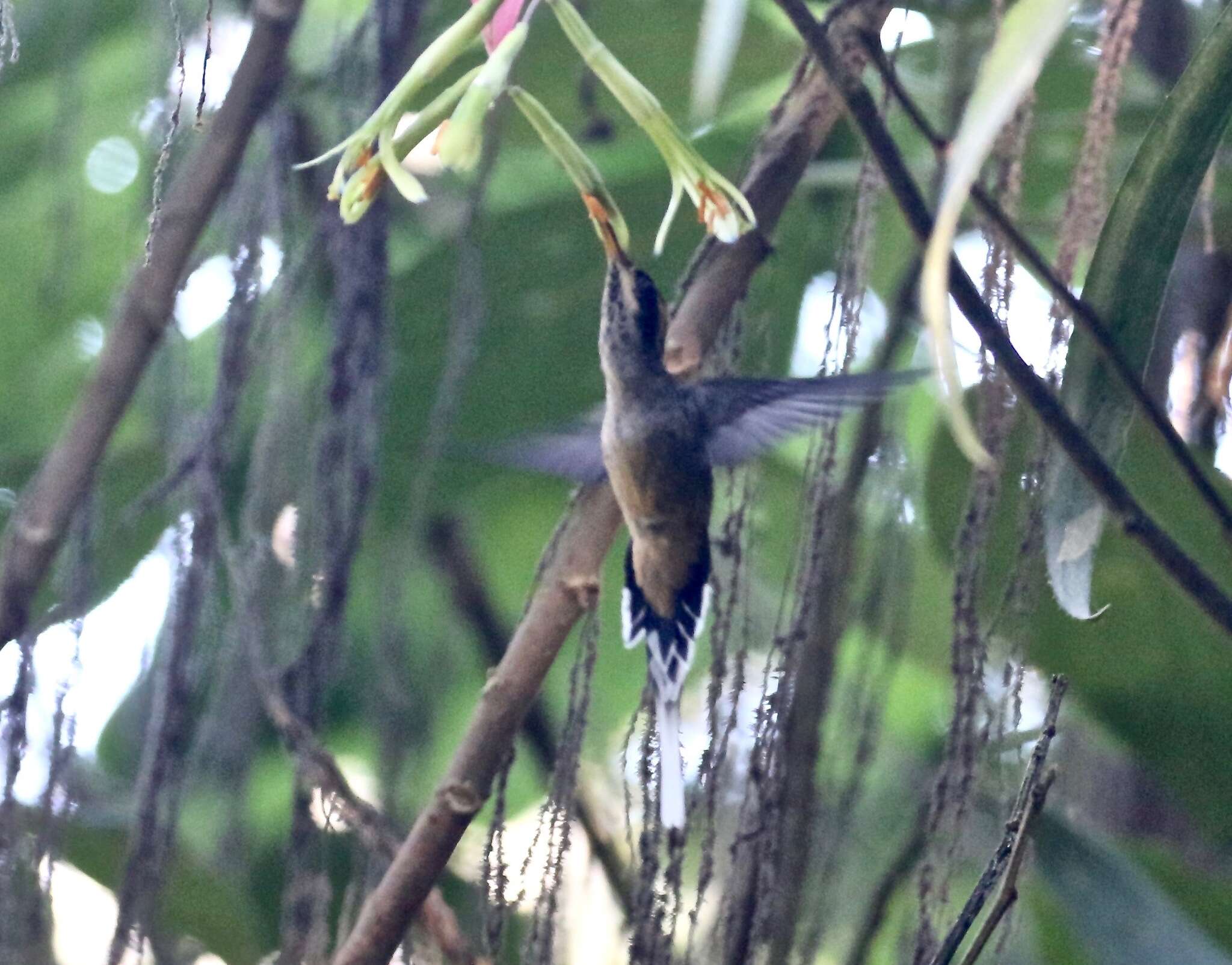 Image of Scale-throated Hermit