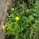 Image of Geum japonicum var. chinense F. Bolle