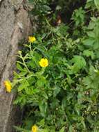 Image of Geum japonicum var. chinense F. Bolle