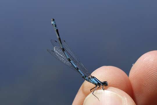 Image of New England Bluet