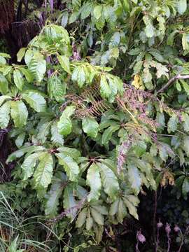 Image of Schefflera digitata J. R. Forst. & G. Forst.