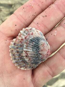 Image of Atlantic Calico scallop