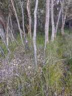 Image of Liniment Plant