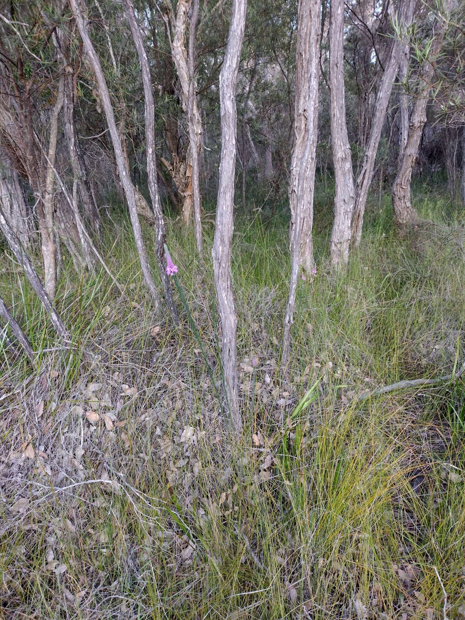 Image of Liniment Plant