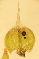 Image of Wright's jaffueliobryum moss