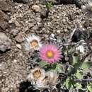 Image of Helichrysum ecklonis Sond.