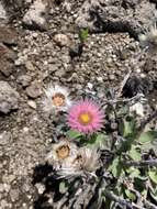 Image of Helichrysum ecklonis Sond.