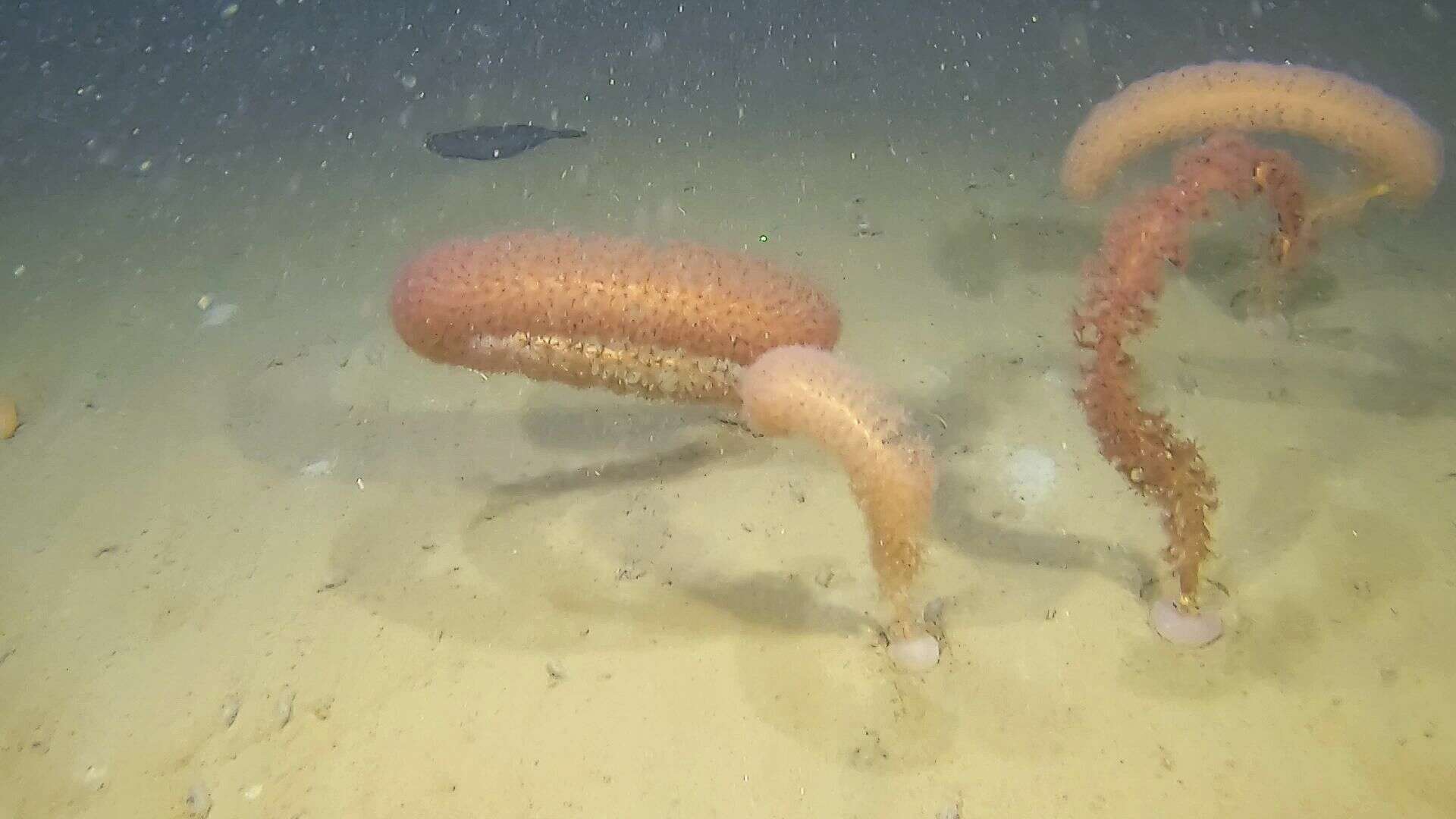 Image of full-flowered sea pen